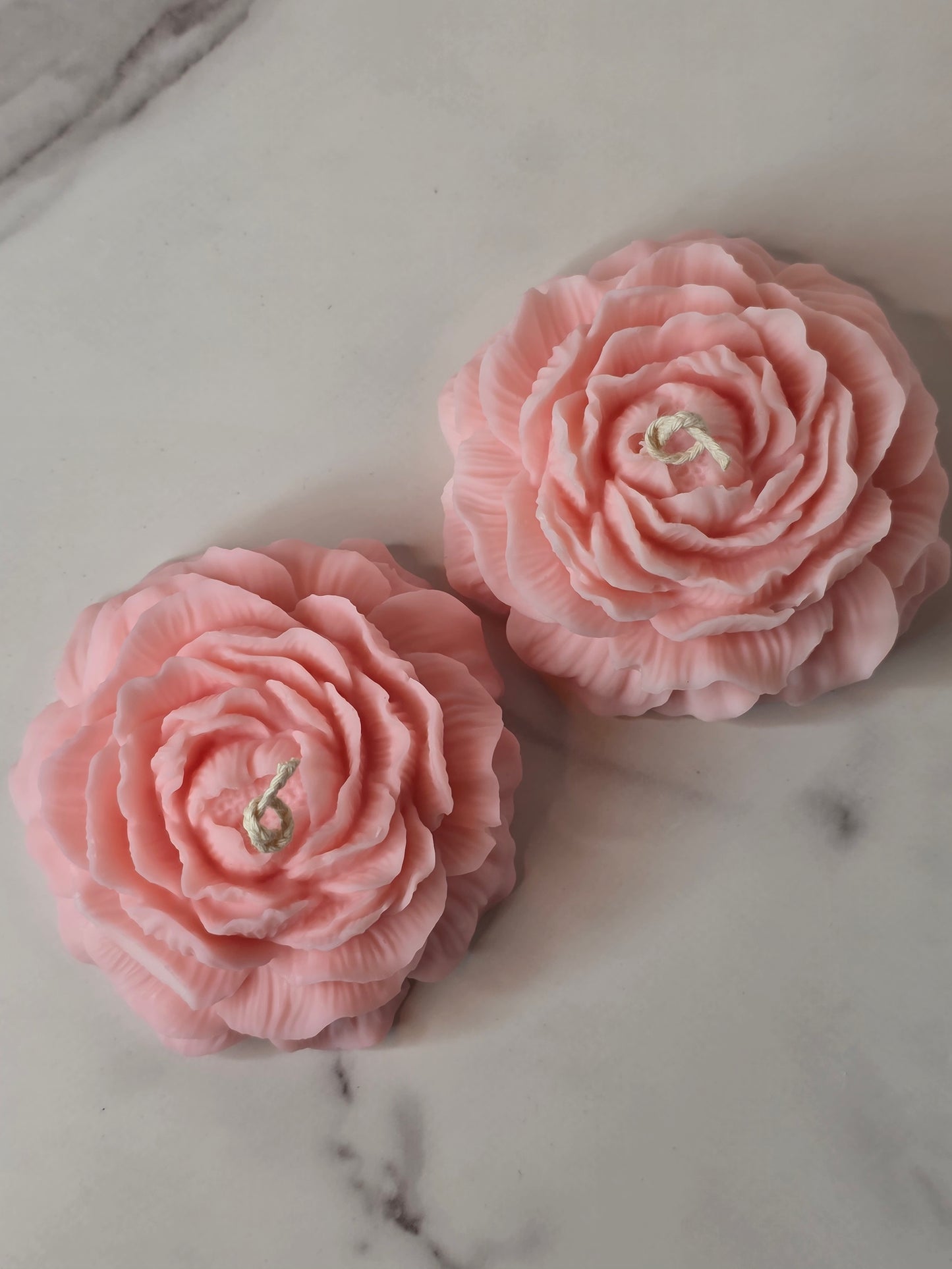 Pinky soft bloom